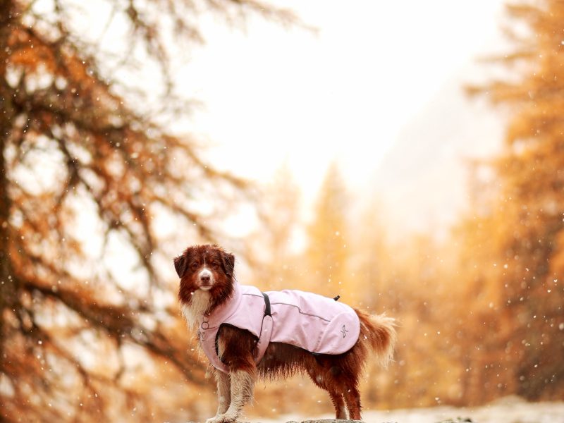 @pookie_aussie