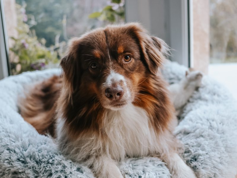@pookie_aussie